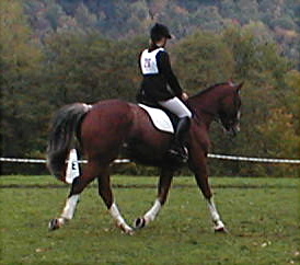 Bonnie & Shamus- MWVTSS Elementary Champions;  at Hitching Post in S. Royalton, Vt