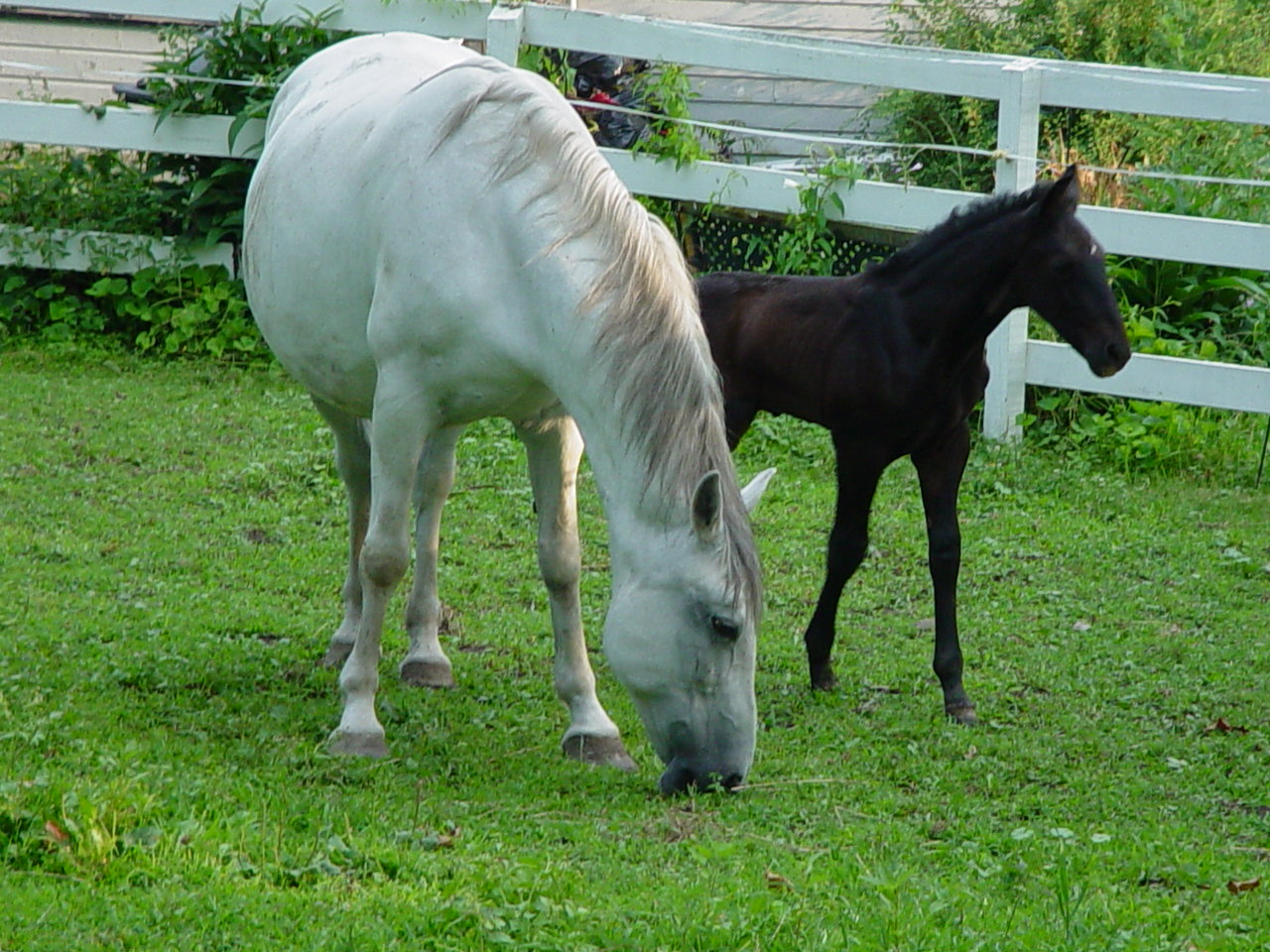 Lipizzan Mare ~ Tasha and foal ~ Arion